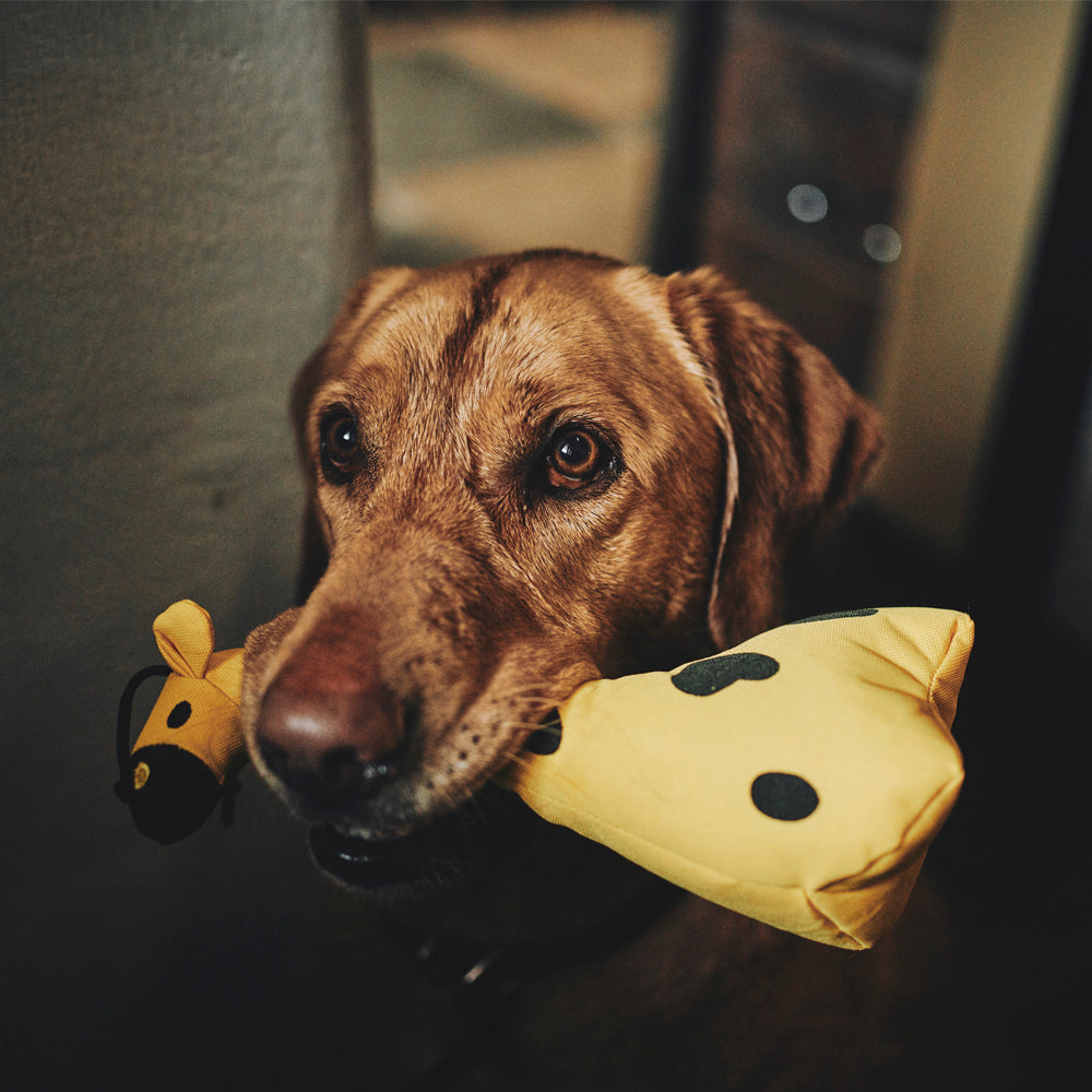 Beco Dog Toy, Giraffe | Floats, Squeaks, Sustainable Material