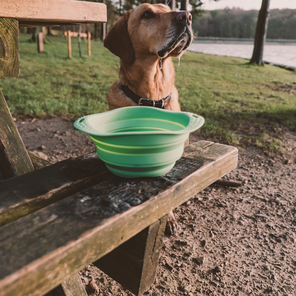 Beco Collapsible Travel Bowl, BPA Free