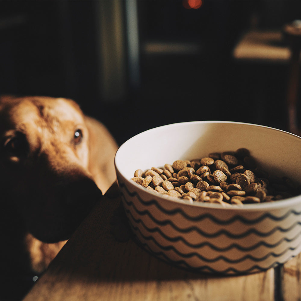 Beco Bamboo Pet Bowl, Coastal Grey